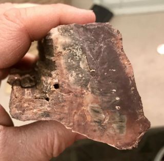 REILLY’S ROCKS: Arizona Petrified Wood With Stunning Druzy Smoky Quartz 4