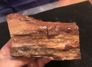 REILLY’S ROCKS: Arizona Petrified Wood With Stunning Druzy Smoky Quartz 5