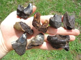 8 Colorful Mastodon Teeth Florida Fossils Tooth Jaw Bones Mammal Proboscidean Fl