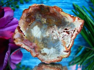 Petrified Wood Complete Round Slab W/bark Gorgeous Pink Blue Gold Purple Agate