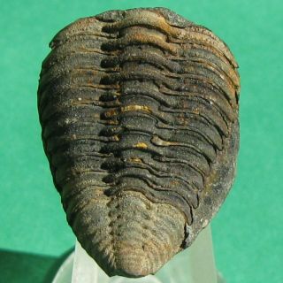Exceptionally Preserved Trilobite Fossil Pygidium Vogesina Aspera
