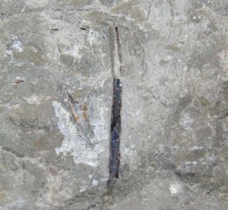 Silurian Fossil Fish Fin Spine,
