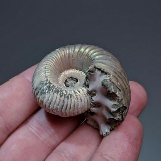 4.  2 cm (1.  6 in) Ammonite shell Eboraciceras jurassic pyrite Russia fossil 3