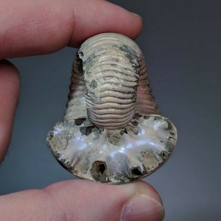 4.  2 cm (1.  6 in) Ammonite shell Eboraciceras jurassic pyrite Russia fossil 4