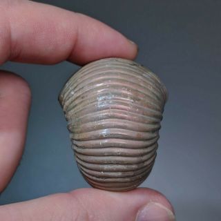 4.  2 cm (1.  6 in) Ammonite shell Eboraciceras jurassic pyrite Russia fossil 5