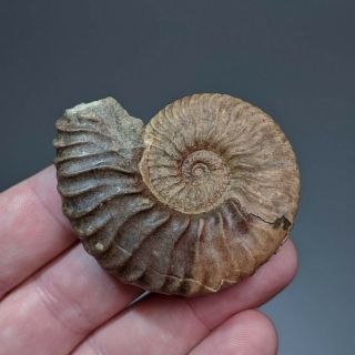 5,  5 Cm (2,  1 In) Ammonite Deshayesites Cretaceous Russia Russian Ammonit