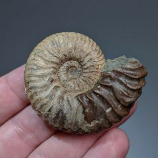 5,  5 cm (2,  1 in) Ammonite Deshayesites cretaceous Russia russian ammonit 2