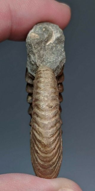 5,  5 cm (2,  1 in) Ammonite Deshayesites cretaceous Russia russian ammonit 3