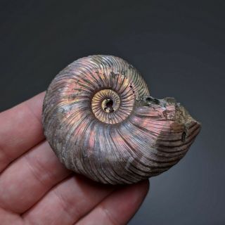 6,  5 Cm (2,  6 In) Ammonite Shell Quenstedtoceras Jurassic Pyrite Russia Fossil