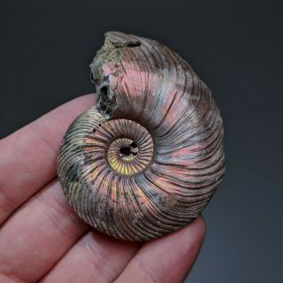 6,  5 cm (2,  6 in) Ammonite shell Quenstedtoceras jurassic pyrite Russia fossil 2