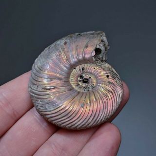 6,  5 cm (2,  6 in) Ammonite shell Quenstedtoceras jurassic pyrite Russia fossil 4