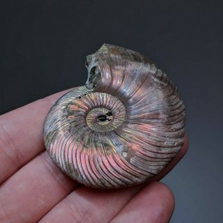 6,  5 cm (2,  6 in) Ammonite shell Quenstedtoceras jurassic pyrite Russia fossil 5
