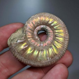 4,  7 Cm (1,  9 In) Ammonite Shell Grossouvria Jurassic Pyrite Russia Fossil