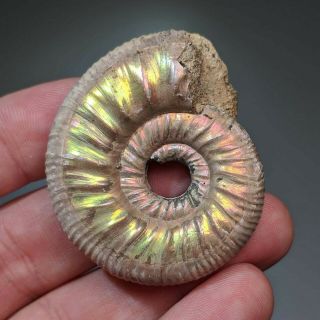 4,  7 cm (1,  9 in) Ammonite shell Grossouvria jurassic pyrite Russia fossil 2