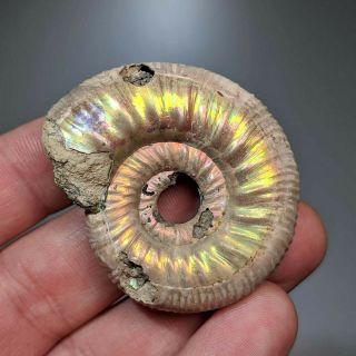4,  7 cm (1,  9 in) Ammonite shell Grossouvria jurassic pyrite Russia fossil 3