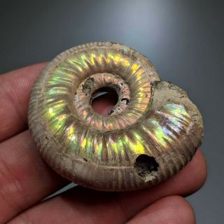 4,  7 cm (1,  9 in) Ammonite shell Grossouvria jurassic pyrite Russia fossil 5