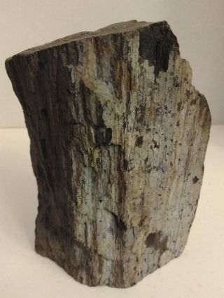 Green Hampton Butte Petrified Wood Specimen With Bark