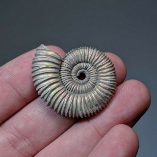 3,  5 Cm (1,  4 In) Ammonite Peltoceras Jurassic Pyrite Russia Fossil Ammonit