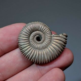 3,  5 cm (1,  4 in) Ammonite Peltoceras jurassic pyrite Russia fossil ammonit 2