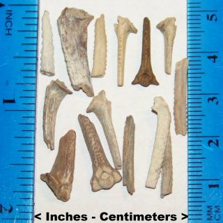 14 Rare Florida Fossilized Catfish Stingers & Spines Teeth Tooth Miocene Epoch