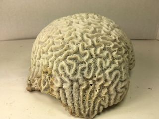 Large Natural Brain Coral Specimen Salt Water Vintage Fossil Decor Display