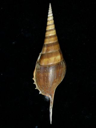 Formosa/seashell /tibia Curta 148.  5mm