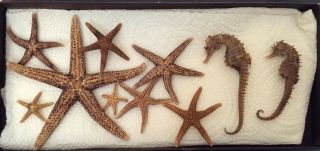 2 Sea Horse Real Preserved Hippocampus Hudsonius Erectus Skeleton & 8 Starfish