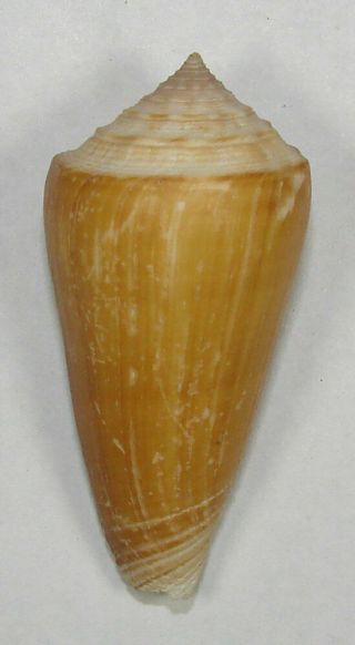Conus Brettinghami 50.  71mm Specimen Balicasag Is. ,  Bohol,  Philippines