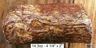 Nevada - 14.  3 Oz Texas Springs Agate Petrified Wood Log With Small Limb Stub