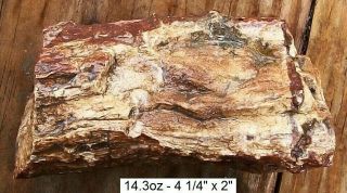 NEVADA - 14.  3 oz TEXAS SPRINGS AGATE PETRIFIED WOOD LOG WITH SMALL LIMB STUB 4