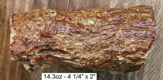 NEVADA - 14.  3 oz TEXAS SPRINGS AGATE PETRIFIED WOOD LOG WITH SMALL LIMB STUB 5