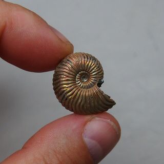 25mm Quenstedtoceras Pyrite Ammonite Fossils Callovian Fossilien Russia 3