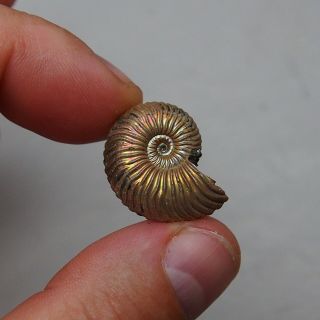 25mm Quenstedtoceras Pyrite Ammonite Fossils Callovian Fossilien Russia 4