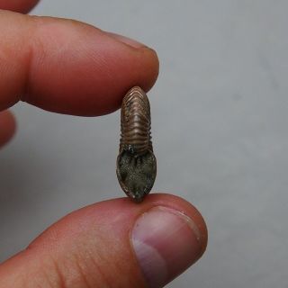 25mm Quenstedtoceras Pyrite Ammonite Fossils Callovian Fossilien Russia 5