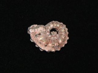 Ammonite Abnormal Kosmoceras Aculeatum Fossil Callovian Russia