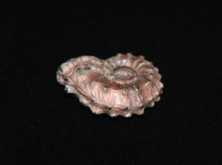 Ammonite Abnormal Kosmoceras aculeatum Fossil Callovian Russia 2