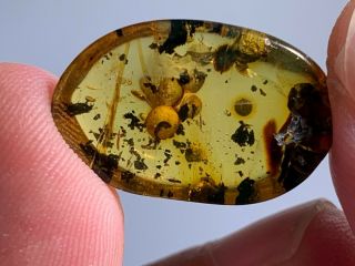 0.  96g Unknown Items Burmite Myanmar Burmese Amber Insect Fossil Dinosaur Age