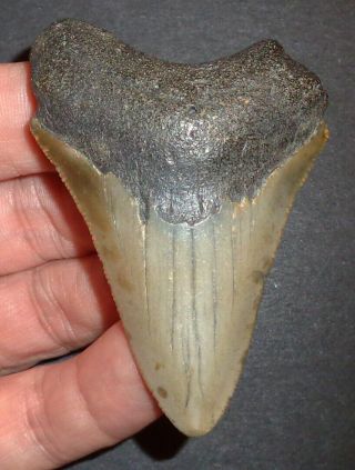 Big 2.  895 " Megalodon Shark Tooth Fossil From North Carolina Real Shark Tooth