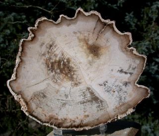 Sis: Ultra - Rare Burmese 5 " Petrified Wood Round From Myanmar - Perfect Mahogany
