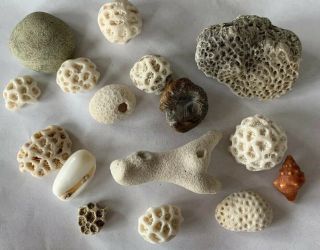 Dried Coral Fossil Bone Shell Beach Ocean Sea Reef Fish Tank Aquarium Antigua