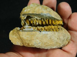 A Big Natural Flexicalymene Trilobite Fossil In A Split Nodule Morocco 167gr E