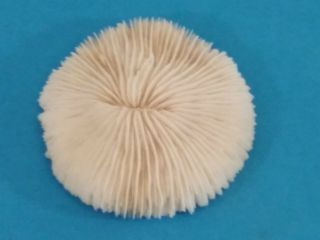 Vintage Piece Of White Mushroom Ocean Coral 4.  5 "