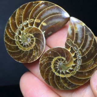 1pair Of Cut Split Pearly Nautilus Ammonite Fossil Specimen Shell Healing A51090