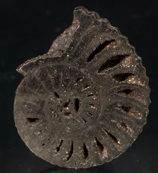 Polished Pyrite Ammonite Fossil Jurassic 17 Mm Pyritized Pendant 2535p - Russia