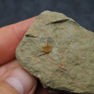 Trilobite Ampyx Priscus Ordovician Fossil Trilobiten Morocco