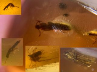 4 Beetles&unknown Bug Burmite Myanmar Burmese Amber Insect Fossil Dinosaur Age