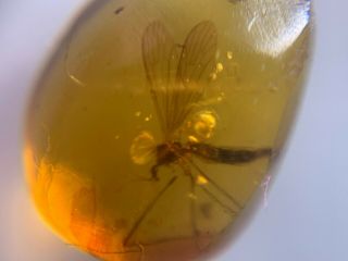 Big Uncommon Fly Bug Burmite Myanmar Burmese Amber Insect Fossil Dinosaur Age