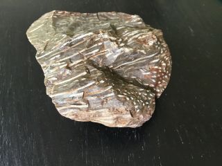 Texas Petrified Palm Wood 3” By 2 - 1/3” By 1 - 1/3”
