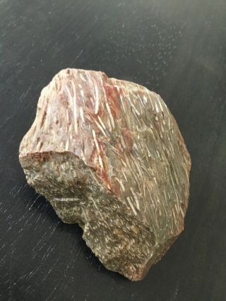 Texas Petrified Palm Wood 3” By 2 - 1/3” By 1 - 1/3” 3