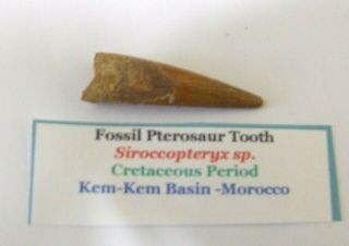 A Rare 1.  28 " Pterosaur Dinosaur Tooth Fossil Tooth No Repairs 31